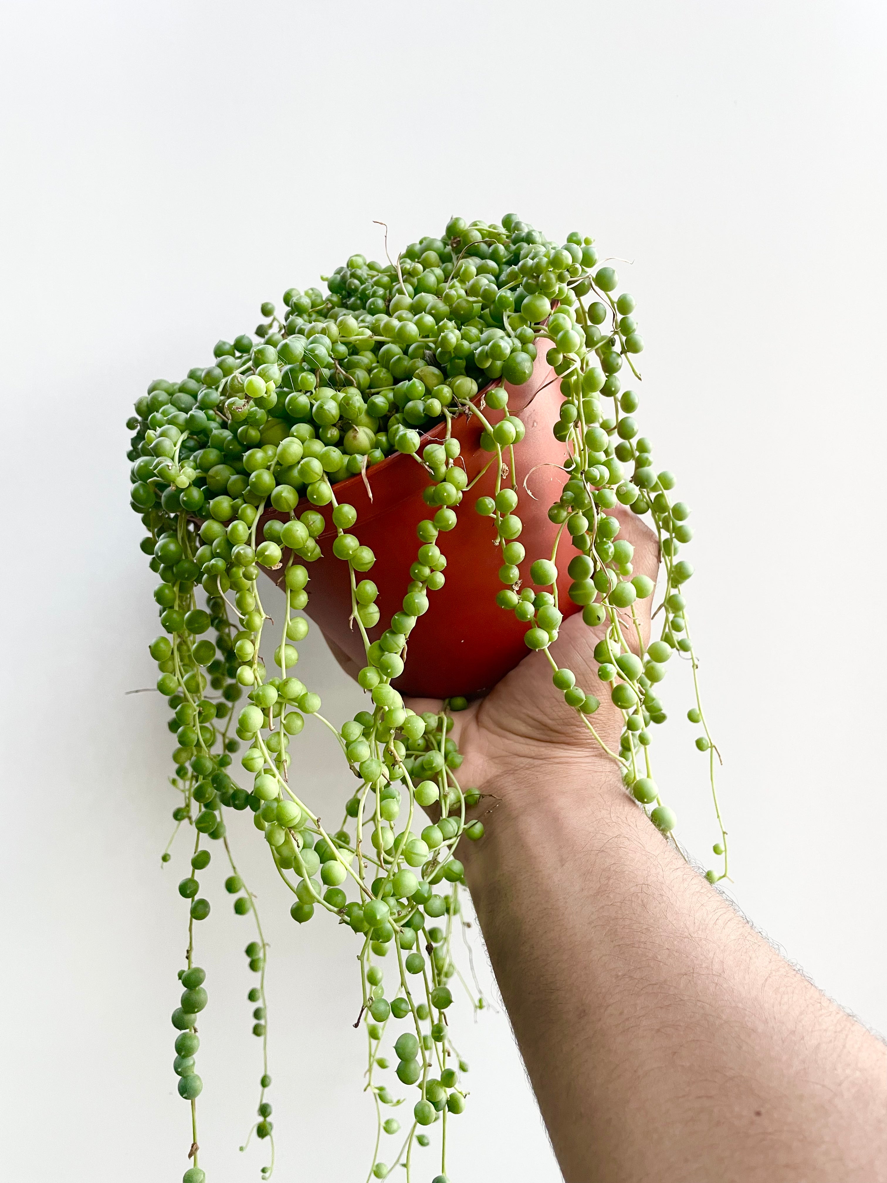 string of pearls plant in hand