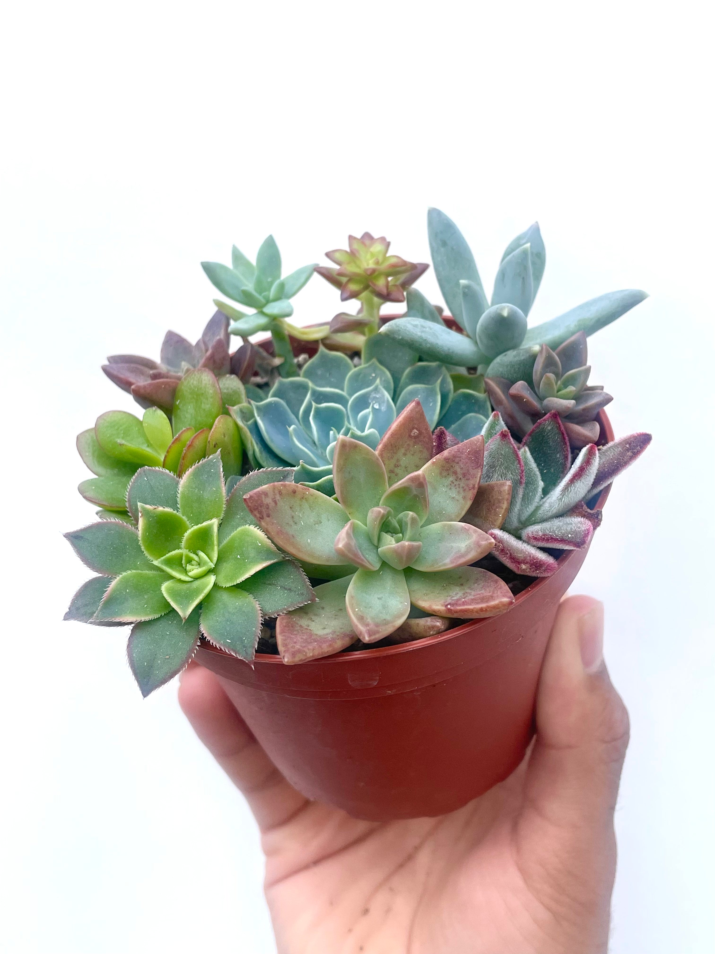 succulent plants arrangement