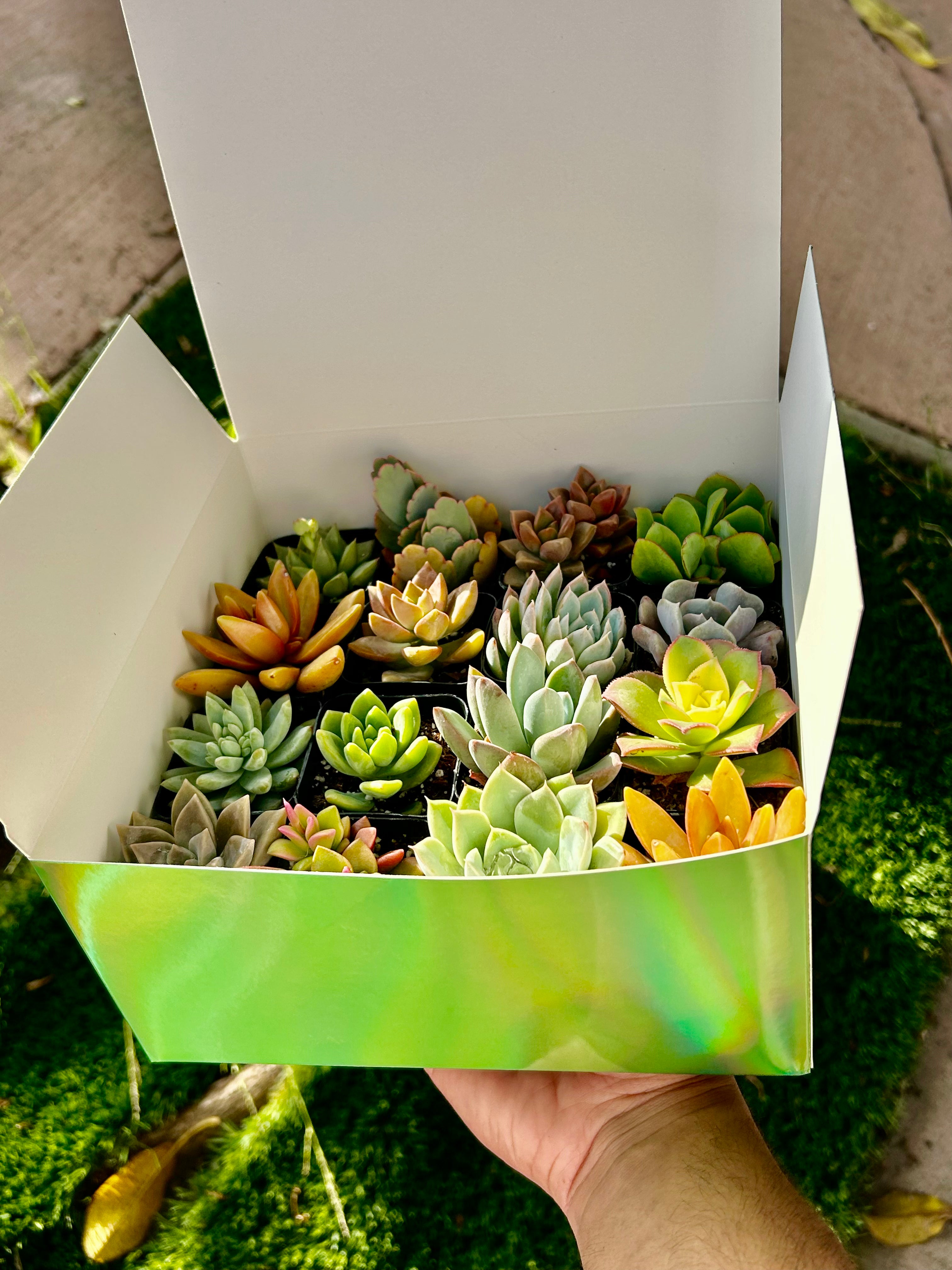 colorful succulents in gift box