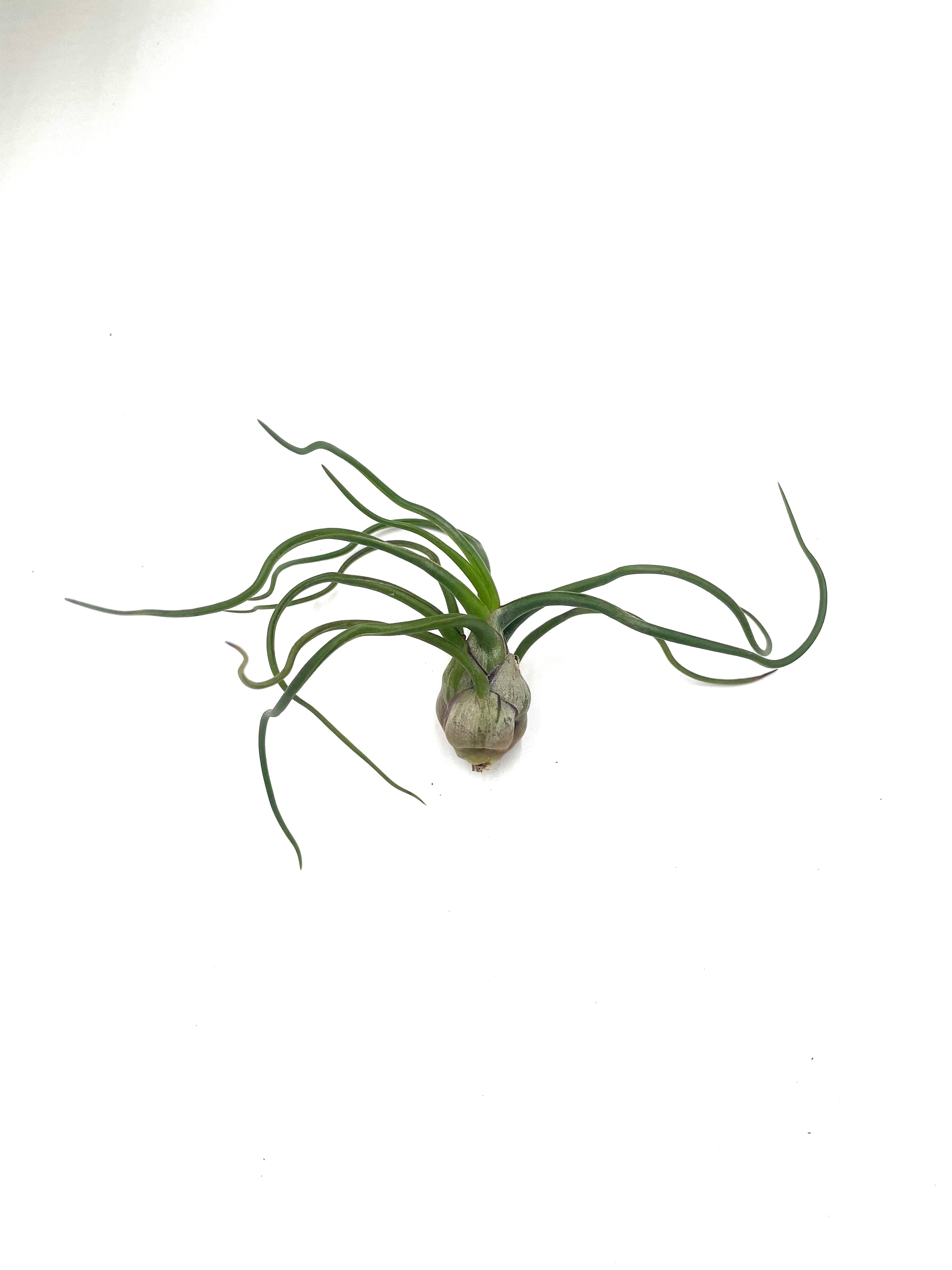 Air Plant Variety Pack - 5 Air Plants