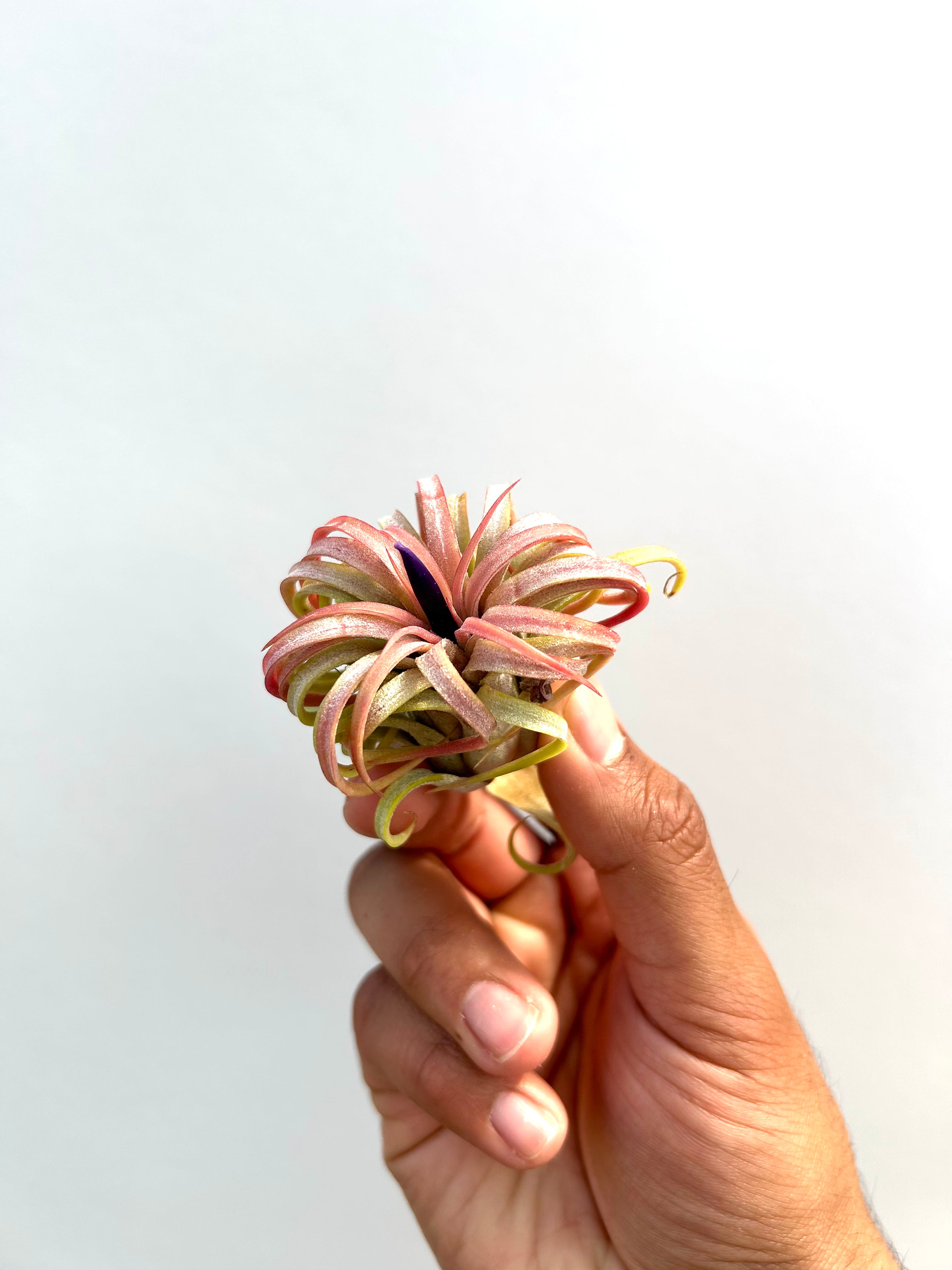 Tillandsia Rubra - Curly Form