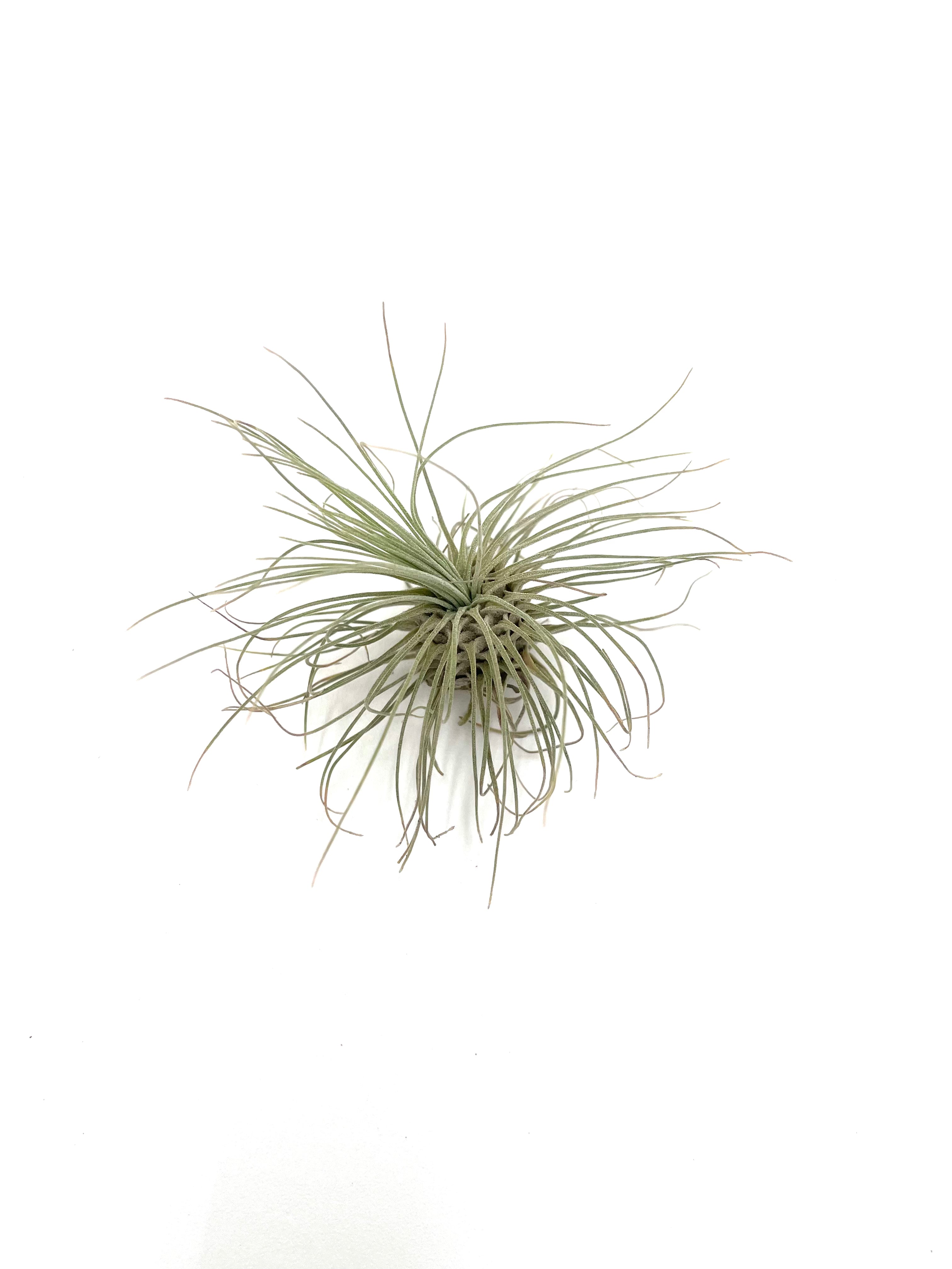 Air Plant Variety Pack - 5 Air Plants