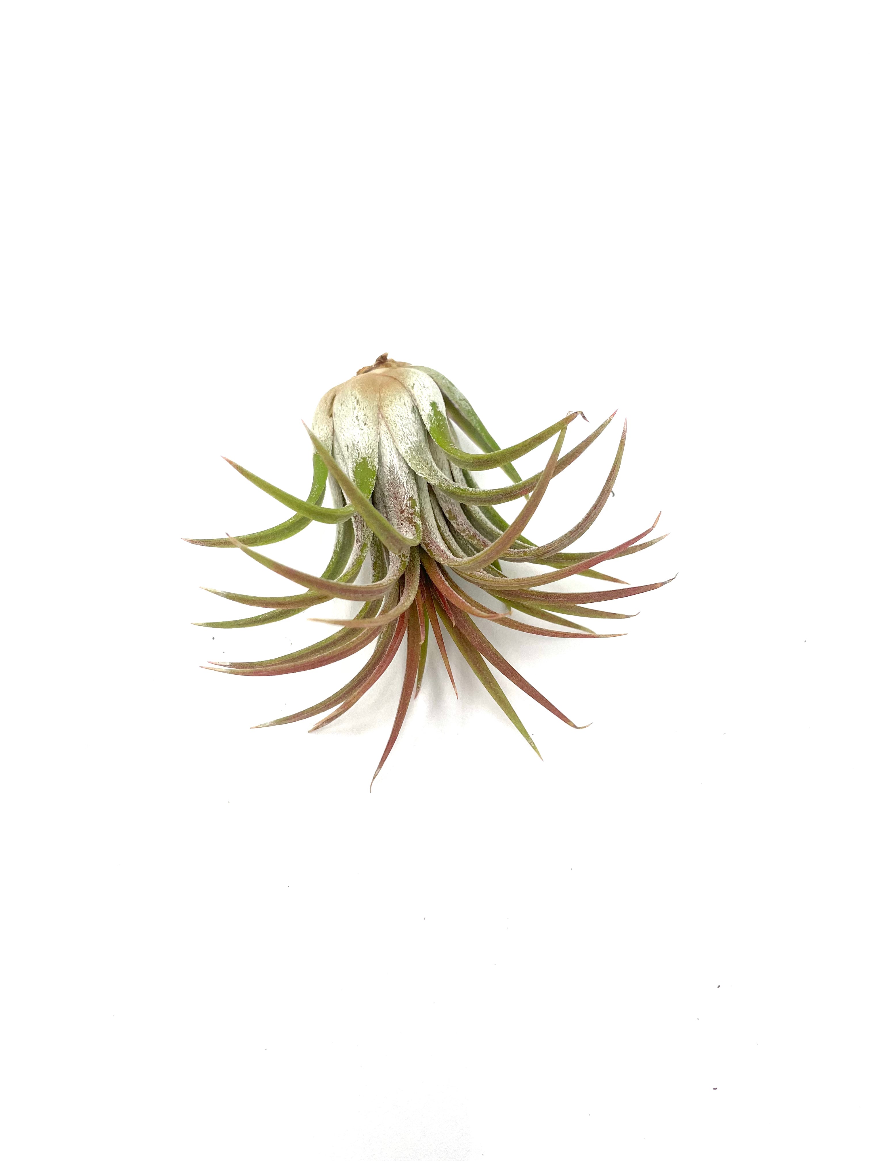 Air Plant Variety Pack - 5 Air Plants