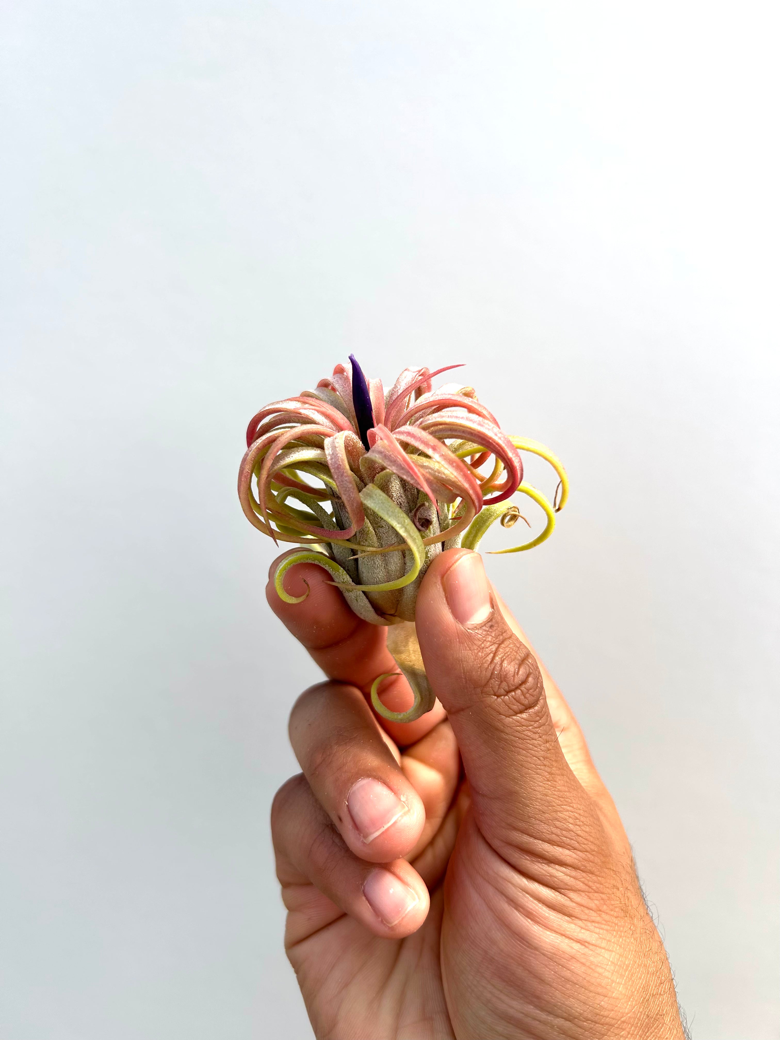 Tillandsia Rubra - Curly Form