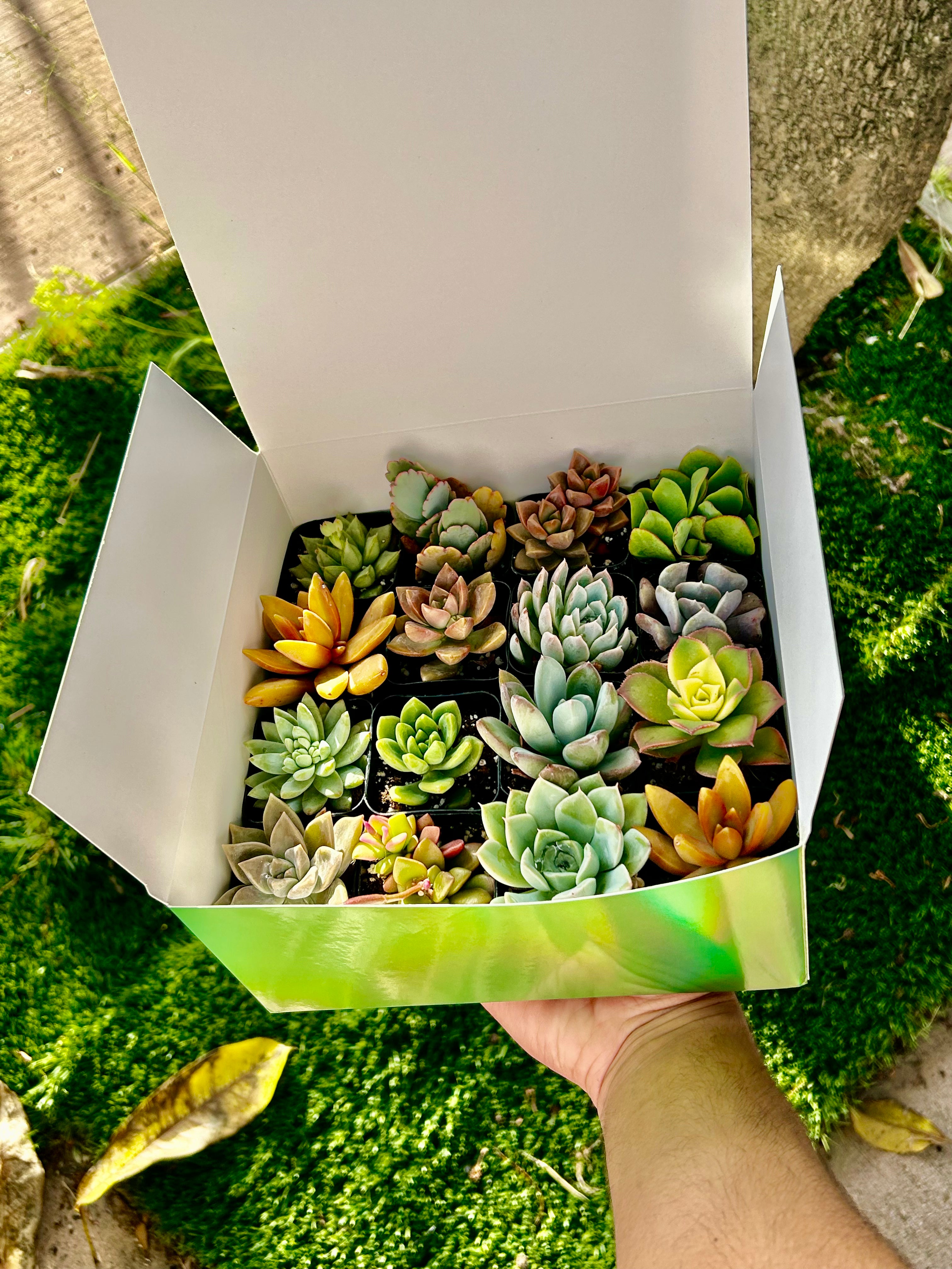succulent gift box with 16 plants