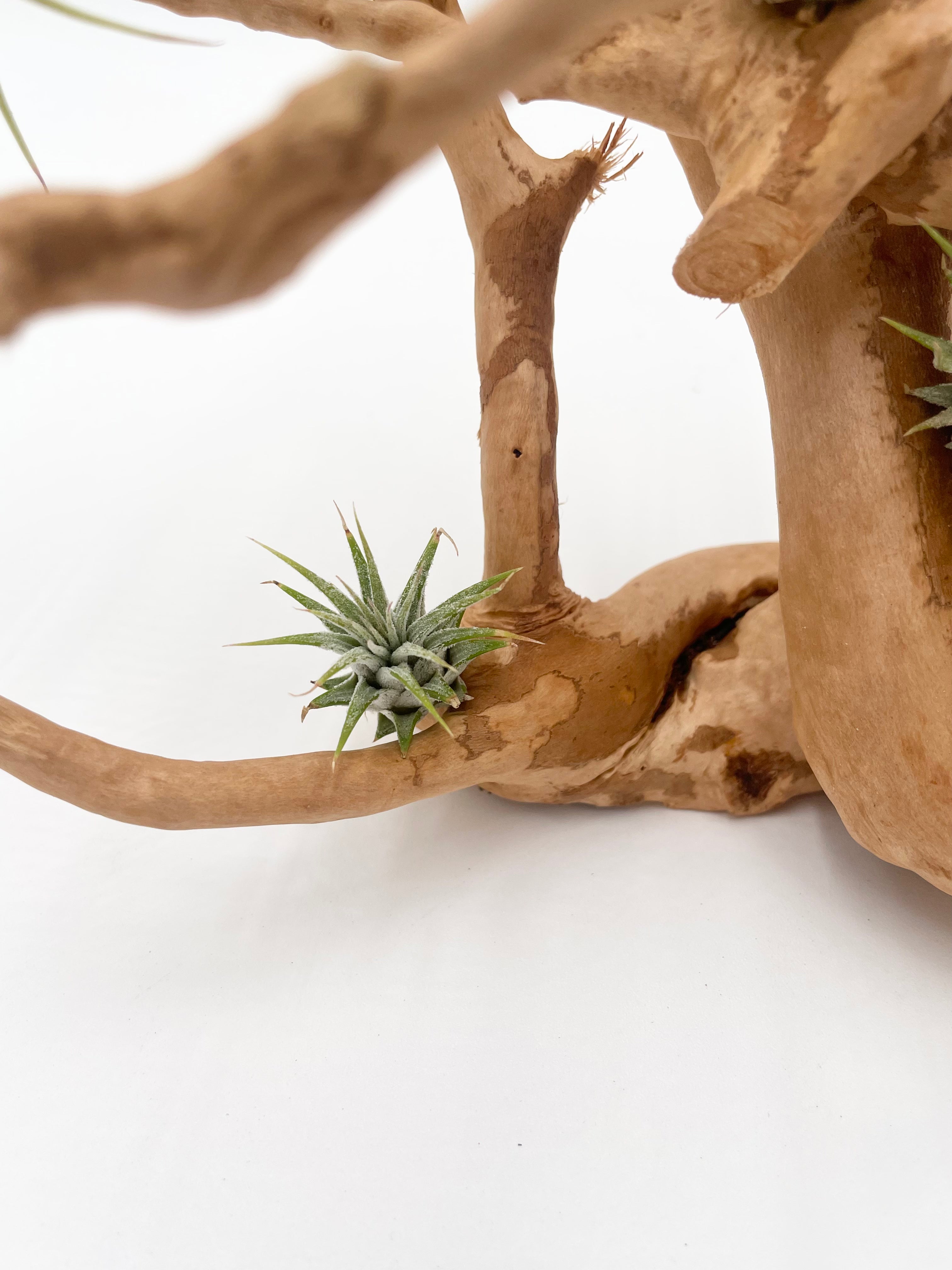 Natural Drift Wood Air Plant Display