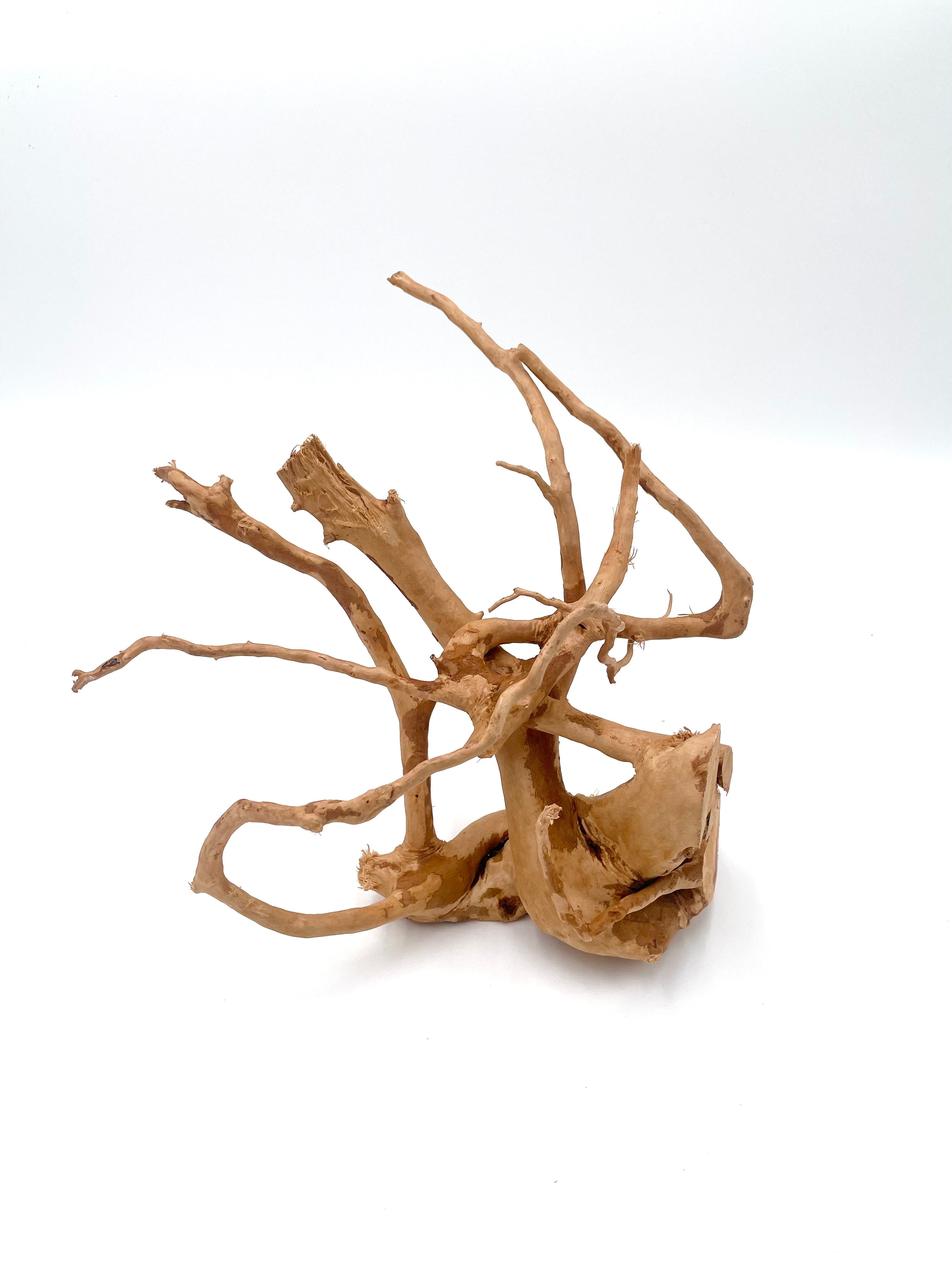 Natural Drift Wood Air Plant Display